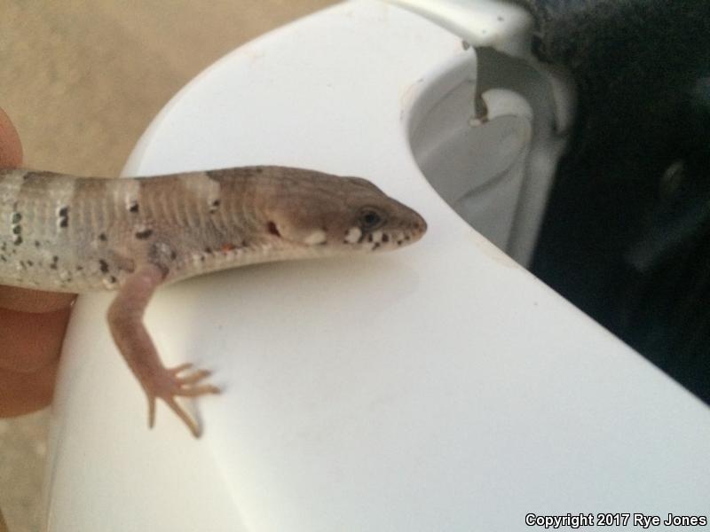 Madrean Alligator Lizard (Elgaria kingii kingii)