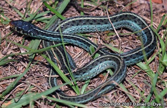 Blue-striped Gartersnake (Thamnophis sirtalis similis)