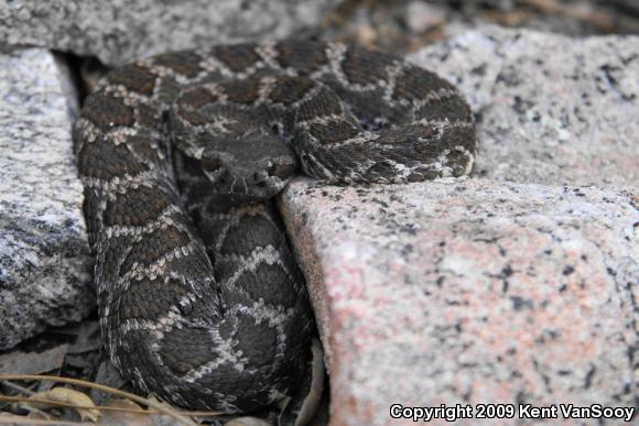 Southern Pacific Rattlesnake (Crotalus oreganus helleri)