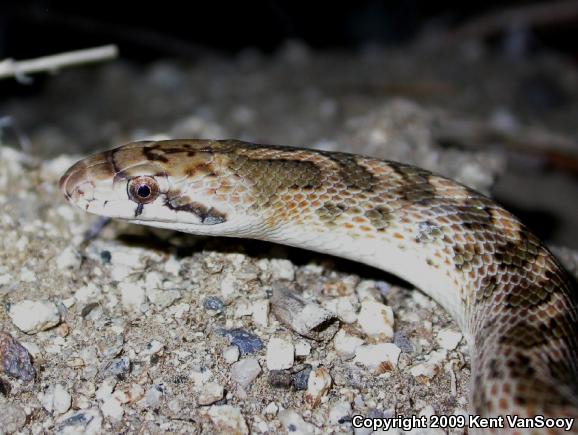 California Glossy Snake (Arizona elegans occidentalis)