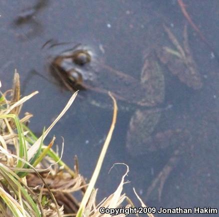 Cascades Frog (Rana cascadae)