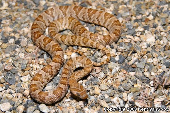 Baja California Lyresnake (Trimorphodon biscutatus lyrophanes)