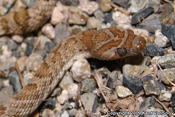 Baja California Lyresnake (Trimorphodon biscutatus lyrophanes)