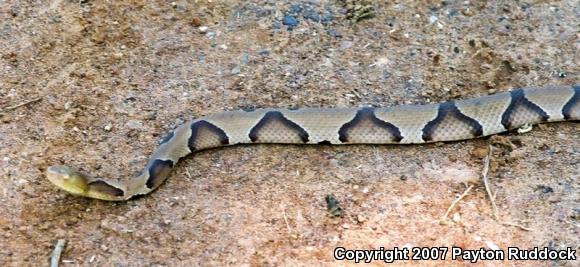 Southern Copperhead (Agkistrodon contortrix contortrix)