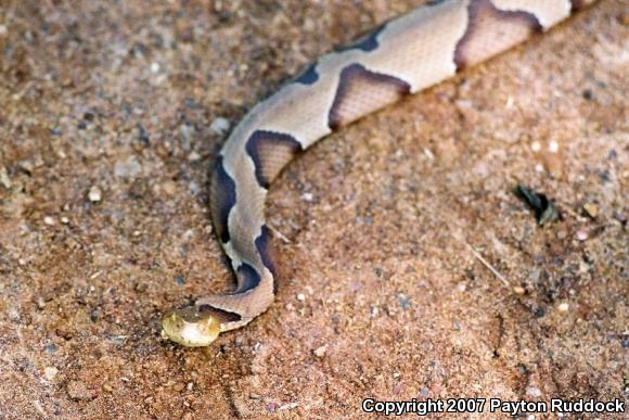 Southern Copperhead (Agkistrodon contortrix contortrix)