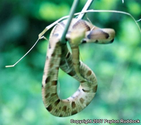 Southern Copperhead (Agkistrodon contortrix contortrix)