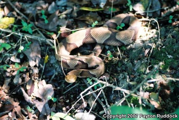 Southern Copperhead (Agkistrodon contortrix contortrix)