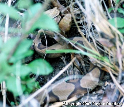 Southern Copperhead (Agkistrodon contortrix contortrix)