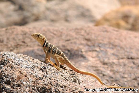 Baja California Collared Lizard (Crotaphytus vestigium)