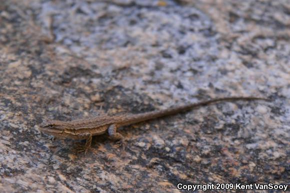 Black-tailed Brush Lizard (Urosaurus nigricaudus)