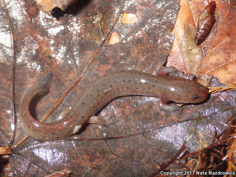 Eastern Mud Salamander (Pseudotriton montanus montanus)