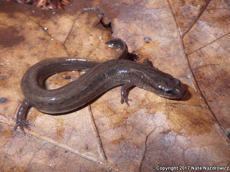 Many-lined Salamander (Stereochilus marginatus)