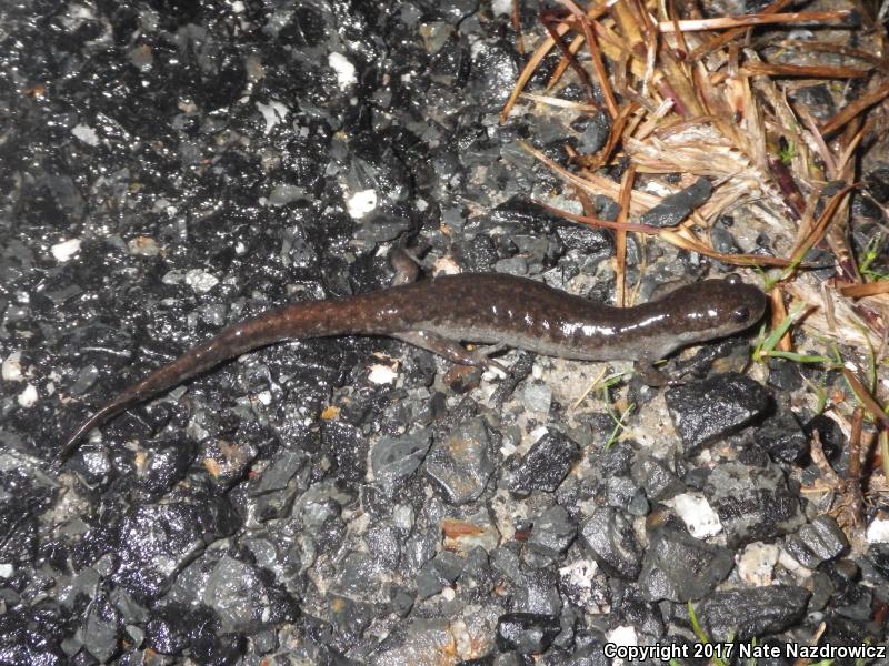 Mabee's Salamander (Ambystoma mabeei)