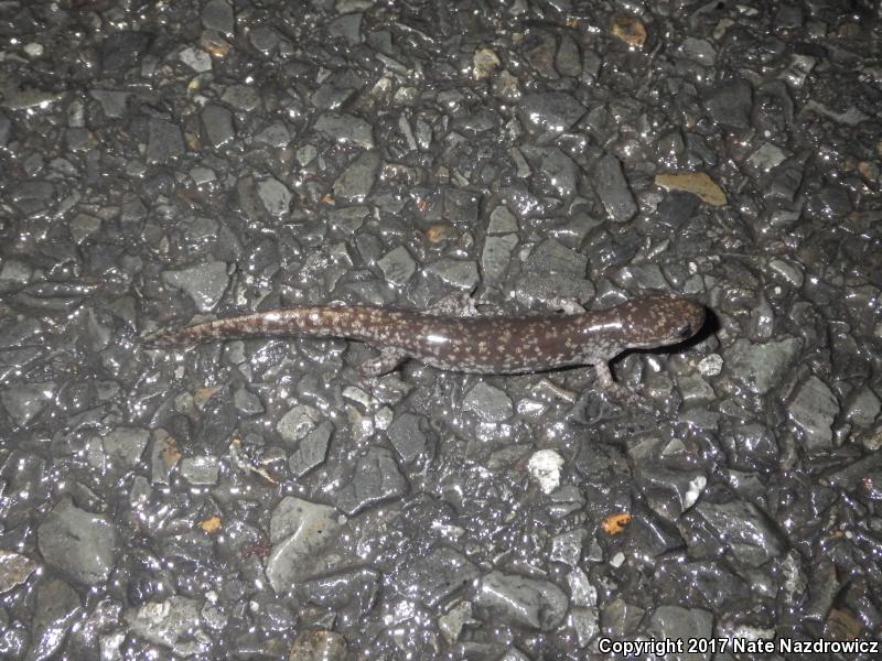 Mabee's Salamander (Ambystoma mabeei)