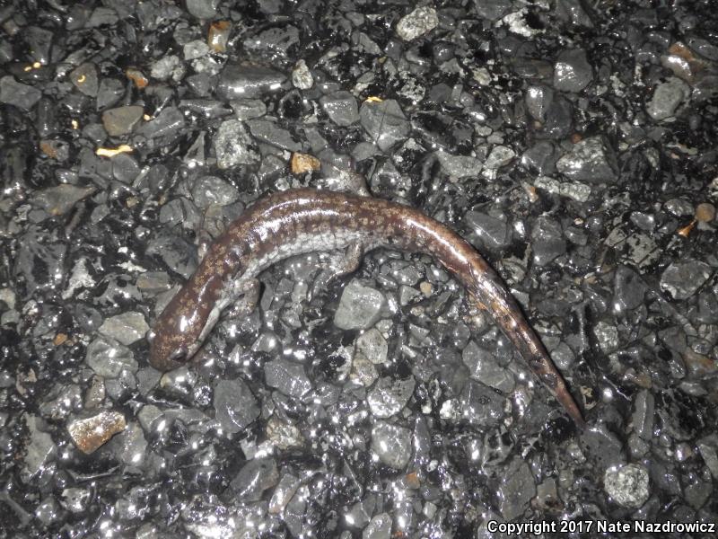 Mabee's Salamander (Ambystoma mabeei)