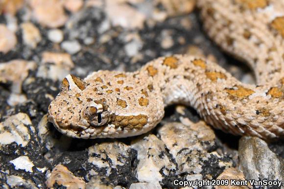 Colorado Desert Sidewinder (Crotalus cerastes laterorepens)