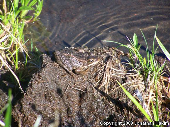 Cascades Frog (Rana cascadae)