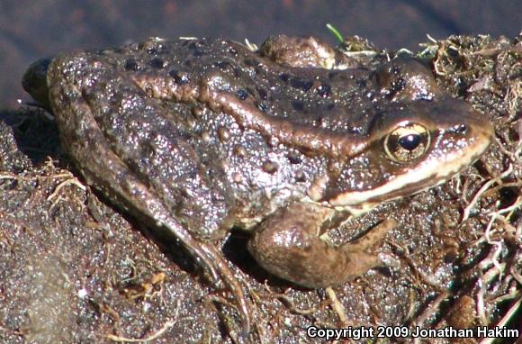 Cascades Frog (Rana cascadae)