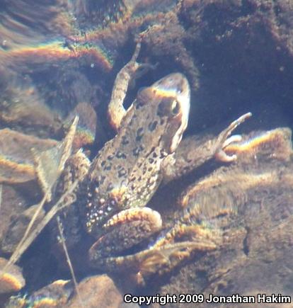 Cascades Frog (Rana cascadae)