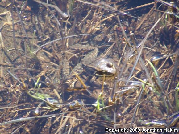 Cascades Frog (Rana cascadae)