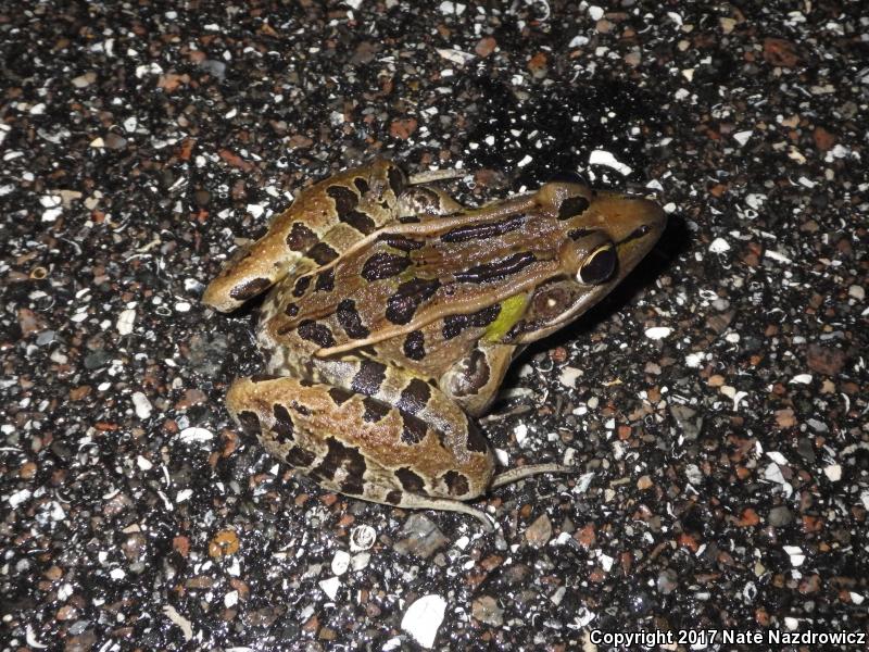 Florida Leopard Frog (Lithobates sphenocephalus sphenocephalus)