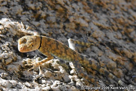 Banded Rock Lizard (Petrosaurus mearnsi)