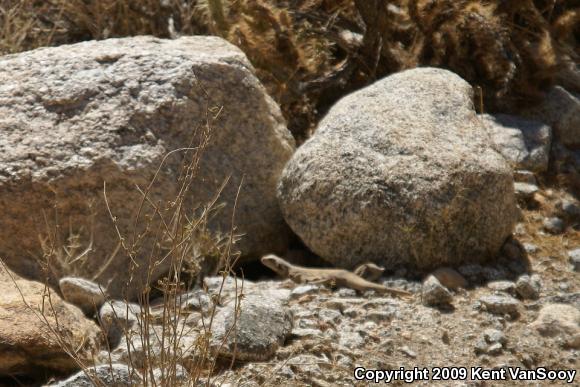 Common Chuckwalla (Sauromalus ater)