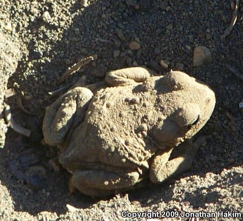 Boreal Toad (Anaxyrus boreas boreas)