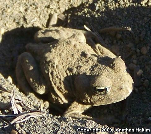 Boreal Toad (Anaxyrus boreas boreas)