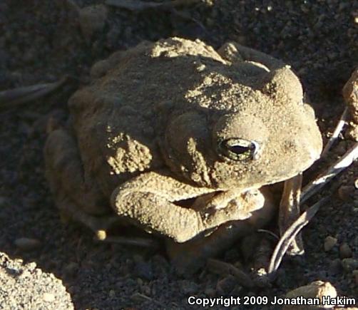 Boreal Toad (Anaxyrus boreas boreas)