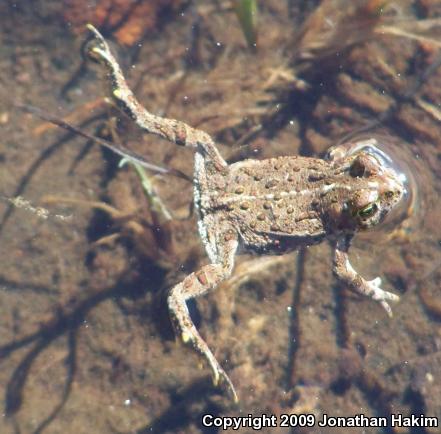 Boreal Toad (Anaxyrus boreas boreas)