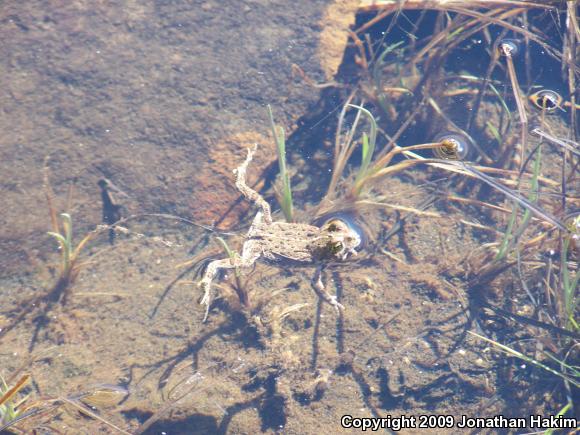 Boreal Toad (Anaxyrus boreas boreas)