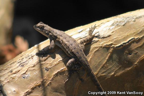 Great Basin Fence Lizard (Sceloporus occidentalis longipes)