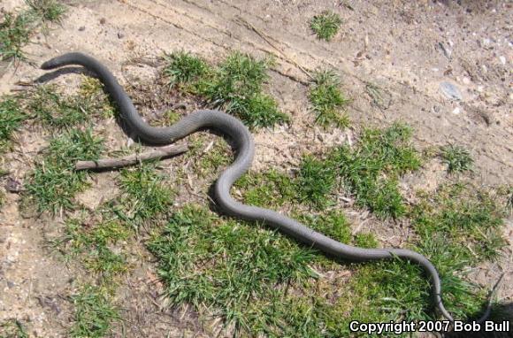 Northern  Black Racer (Coluber constrictor constrictor)