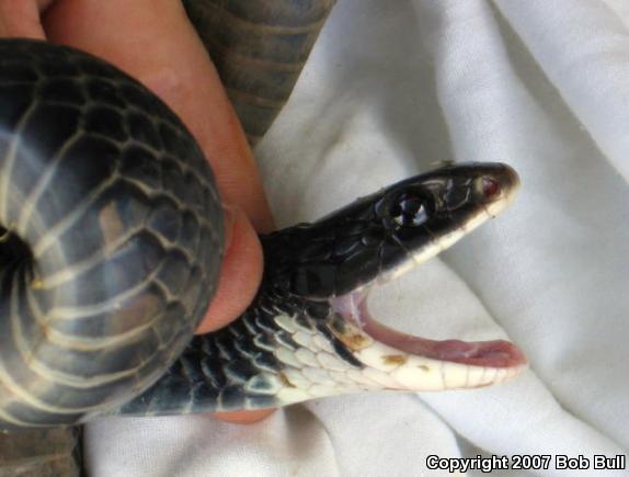 Northern  Black Racer (Coluber constrictor constrictor)