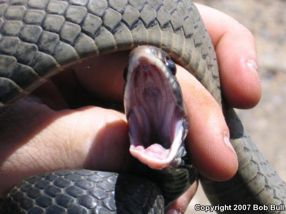 Northern  Black Racer (Coluber constrictor constrictor)