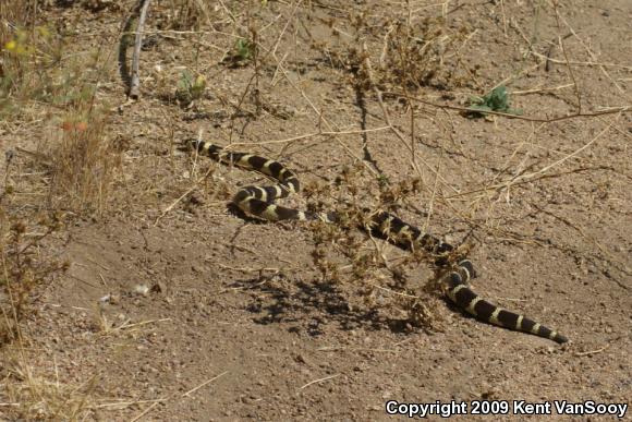 California Kingsnake (Lampropeltis getula californiae)