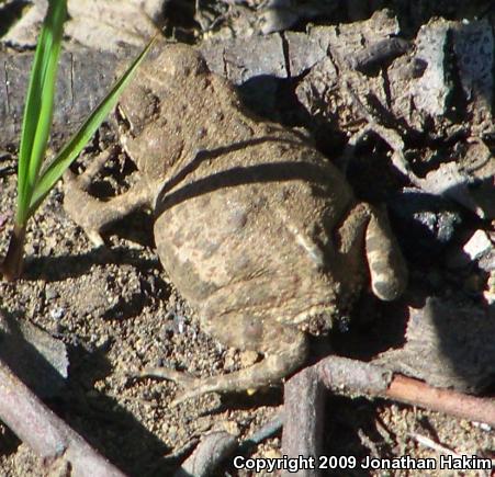 Boreal Toad (Anaxyrus boreas boreas)