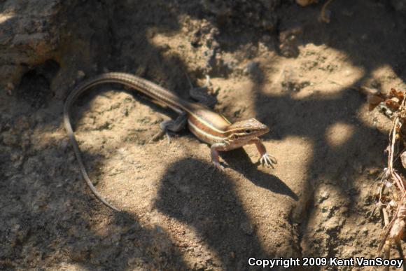 Belding's Orange-throated Whiptail (Aspidoscelis hyperythra beldingi)