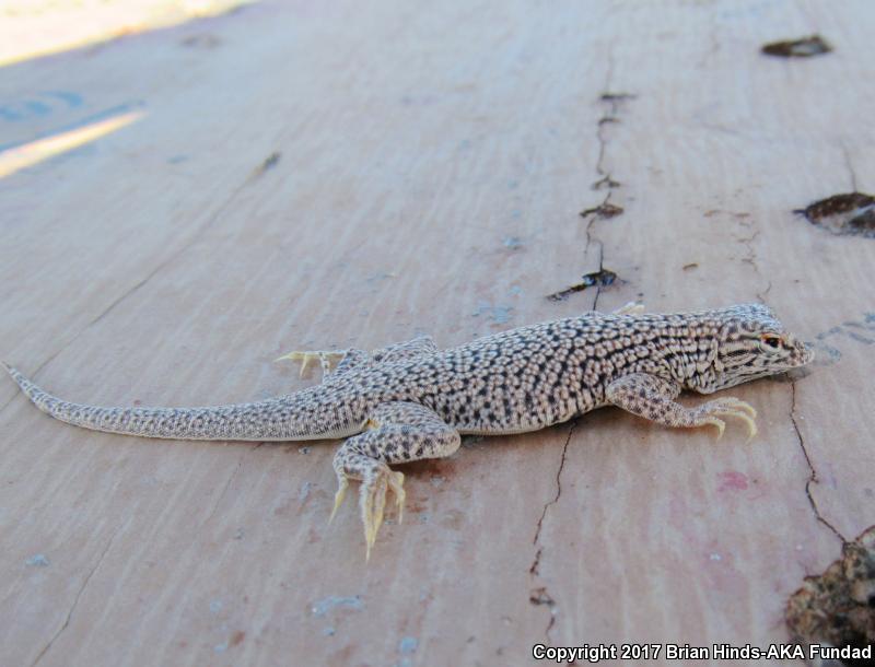 Colorado Desert Fringe-toed Lizard (Uma notata)