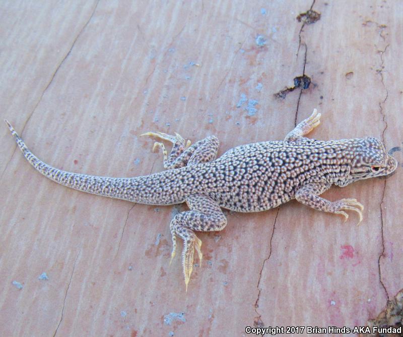 Colorado Desert Fringe-toed Lizard (Uma notata)