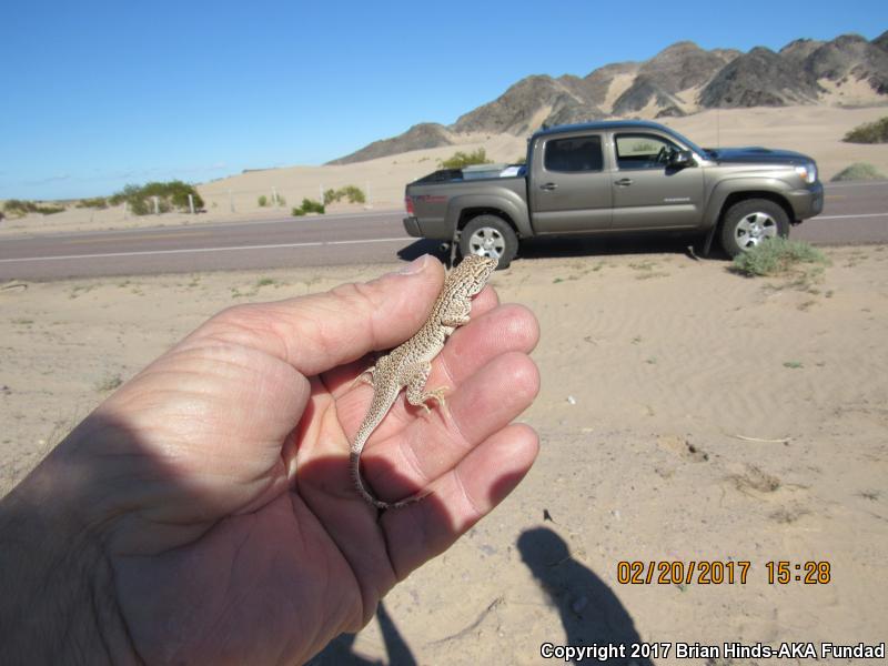 Colorado Desert Fringe-toed Lizard (Uma notata)