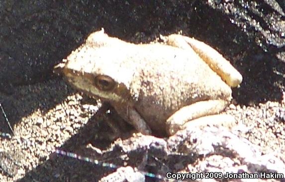 Northern Pacific Treefrog (Pseudacris regilla)