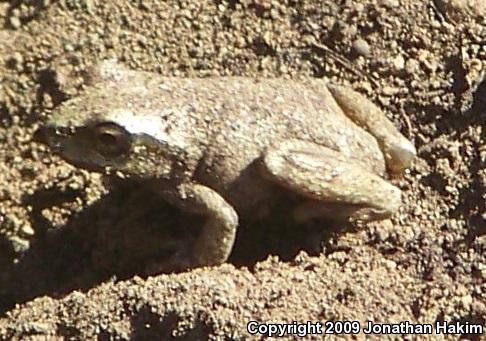 Northern Pacific Treefrog (Pseudacris regilla)