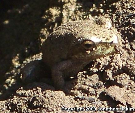 Northern Pacific Treefrog (Pseudacris regilla)