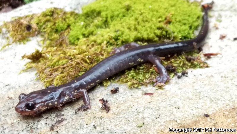 Wehrle's Salamander (Plethodon wehrlei)