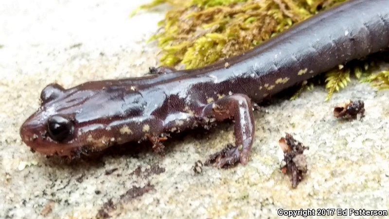 Wehrle's Salamander (Plethodon wehrlei)