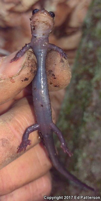 Wehrle's Salamander (Plethodon wehrlei)