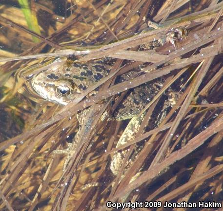 Cascades Frog (Rana cascadae)