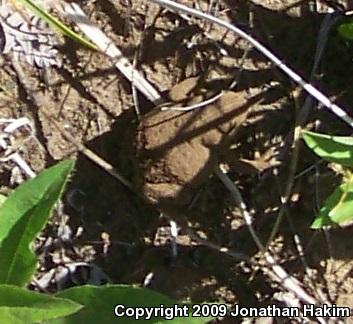 Boreal Toad (Anaxyrus boreas boreas)